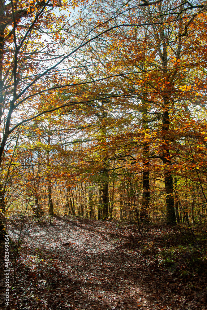 Autumn forest of contrasting reds, greens, oranges and greens Autumn forest of contrasting reds, greens, oranges and greens
