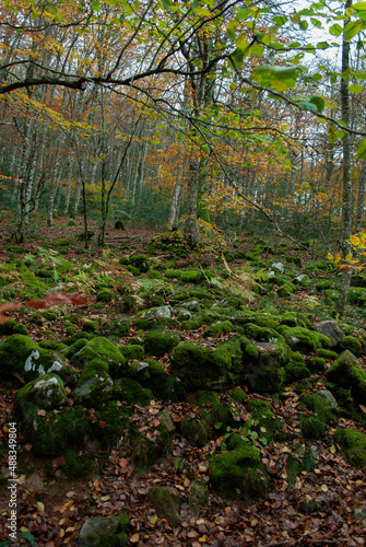 Autumn forest of contrasting reds, greens, oranges and greens