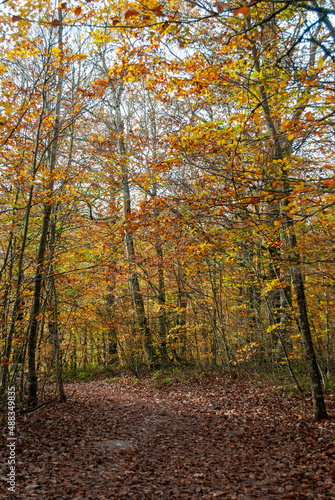 Autumn forest of contrasting reds, greens, oranges and greens