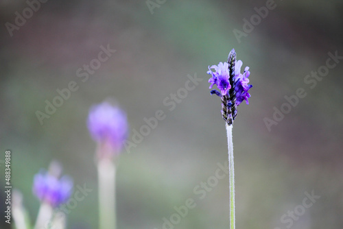 Fototapeta Naklejka Na Ścianę i Meble -  Small purple flower in the garden