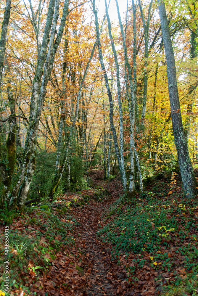 Autumn forest of contrasting reds, greens, oranges and greens Autumn forest of contrasting reds, greens, oranges and greens