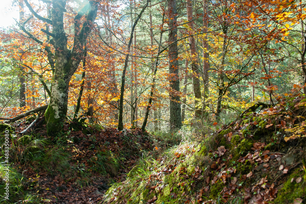 Obraz premium Autumn forest of contrasting reds, greens, oranges and greens