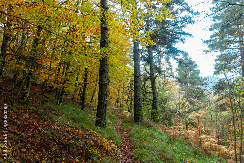 Autumn forest of contrasting reds, greens, oranges and greens Autumn forest of contrasting reds, greens, oranges and greens