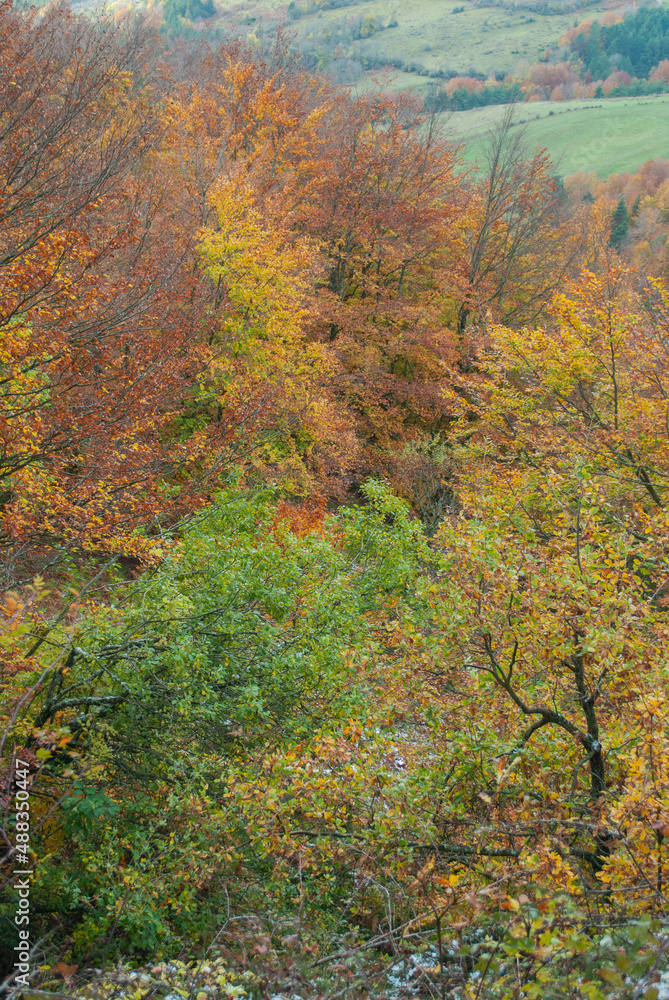 Autumn forest of contrasting reds, greens, oranges and greens