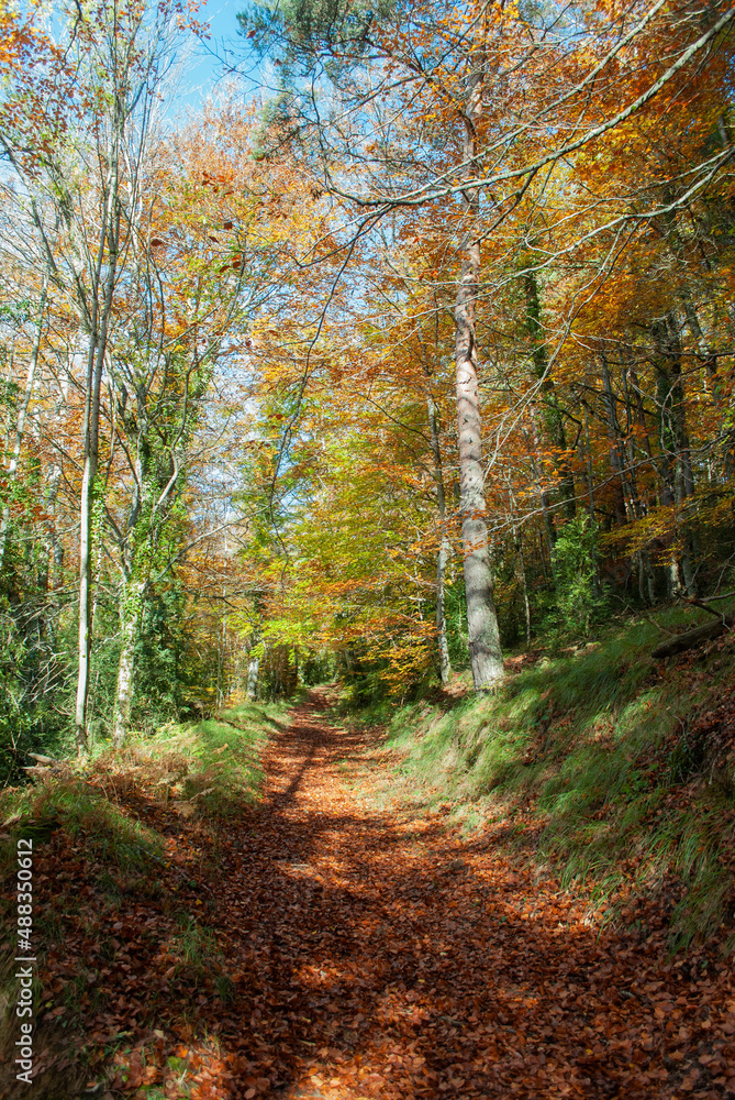 Obraz premium Autumn forest of contrasting reds, greens, oranges and greens