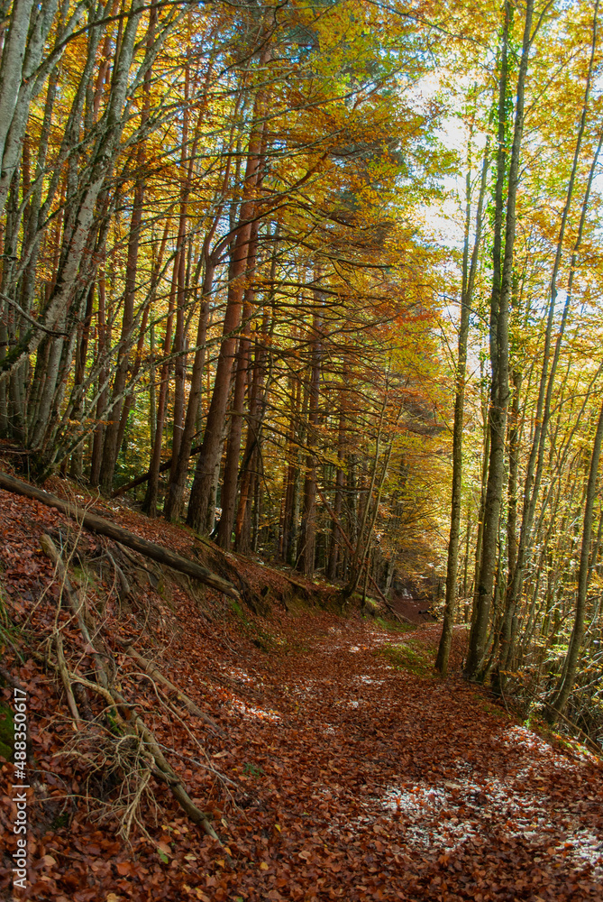 Autumn forest of contrasting reds, greens, oranges and greens Autumn forest of contrasting reds, greens, oranges and greens