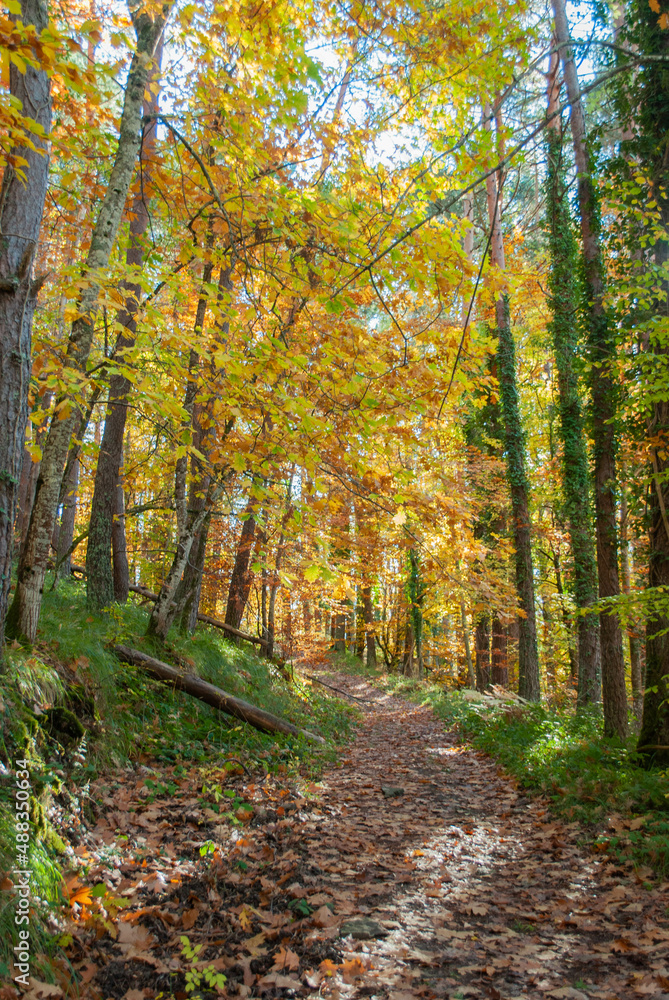 Obraz premium Autumn forest of contrasting reds, greens, oranges and greens