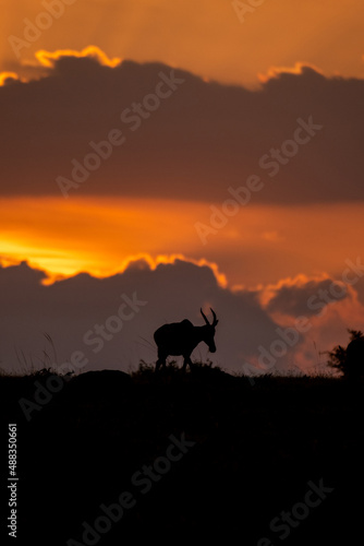 Topi, antelope, Kenya, Africa, wildlife, safari, animal, Masai Mara, travel, adventure, wild, silhouette, sunset, sunrise, dusk, dawn, sun, clouds, sky, big sky, orange, glowing, bright, tranquil