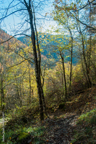 Autumn forest of contrasting reds, greens, oranges and greens