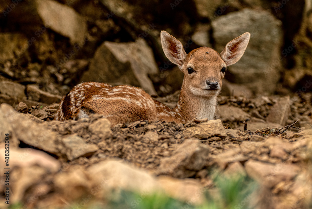 Young deer wildlife fauna seen in a natural park 