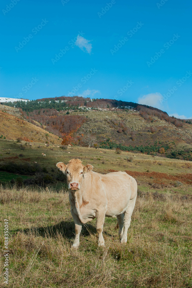 Obraz premium Cow grazing on green and red colored mountain