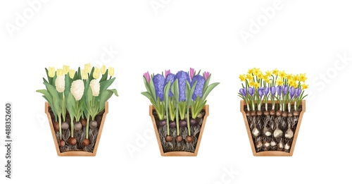 A set of flowers in pots. The first flowers, primroses. Tulip, narcissus, lily of the valley. Hyacinth, muscari, snowdrop. The flower is rooted. Watercolor drawing, pastel colors