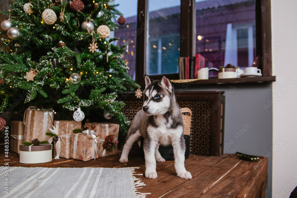 Obraz premium Husky puppy with an angry look sits under the New Year tree near the gifts.