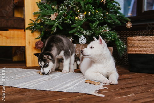 two husky puppies with an angry look sit under the New Year tree near the gifts and gnaw bones. a Christmas gift.