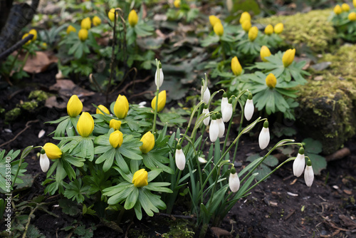 Snowdrops and winter aconite seen obliquely from above photo
