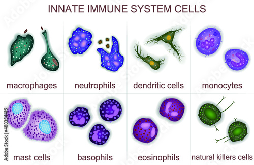 Set of innate immune system cells, vector illustration photo