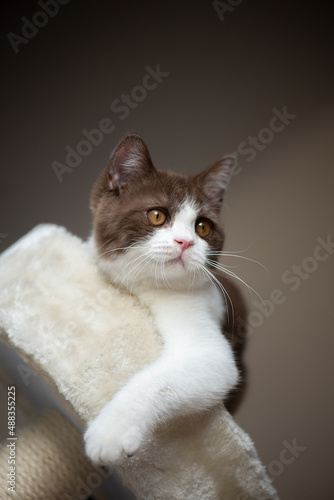 British Short hair cat with bright yellow eyes looking up isolated on gray background