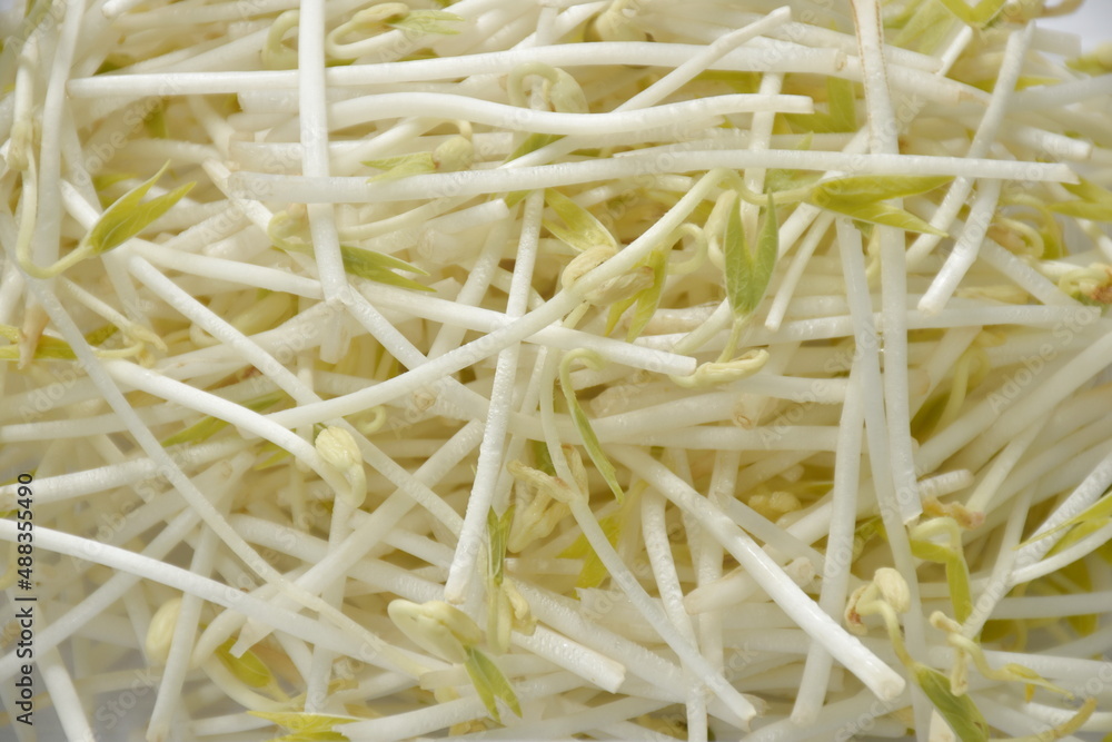 fresh bean sprout raw food arranging on white background fresh bean sprout raw food arranging on white background