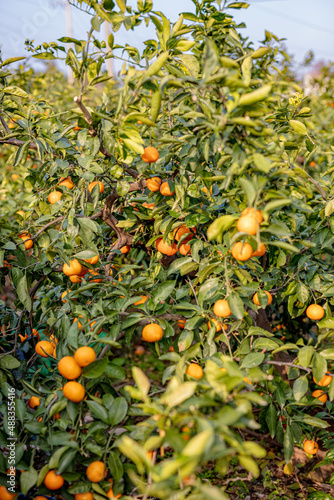 
There are tangerines hanging from the tangerine tree.