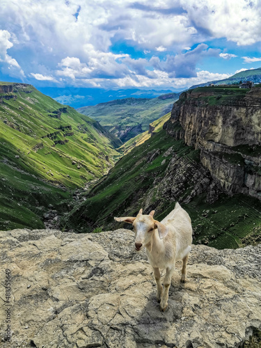 White goat on the background of the Khunzakh Valley, Khunzakh waterfalls, Dagestan 2021 photo