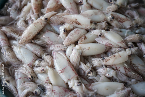 The squid caught by the fishermen are sold directly at the fish auction before being sold at the nearest market. The squid still look fresh and are grouped and sold at cheap prices with high nutrition