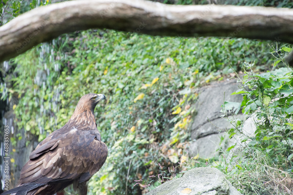 Obraz premium イヌワシ