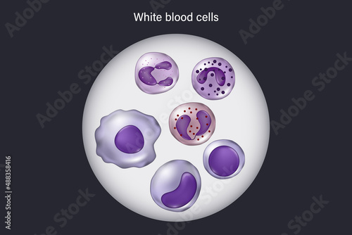 White blood cells under a microscope. Neutrophil, Eosinophil, Basophil, Monocyte, lymphocyte and Macrophage.