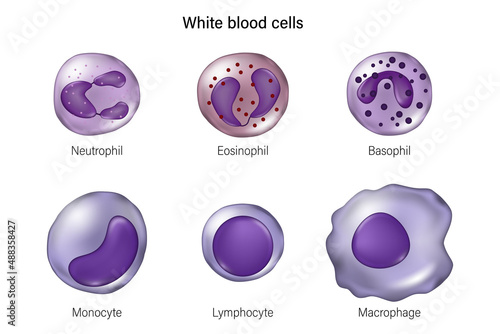 Type of white blood cells. Neutrophil, Eosinophil, Basophil, Monocyte, lymphocyte and Macrophage.