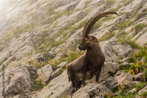 Fotografie, Tablou Brown Siberian ibex with long, sharp horns on the rocky hill