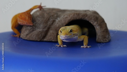 Fototapeta Naklejka Na Ścianę i Meble -  Leopard Gecko