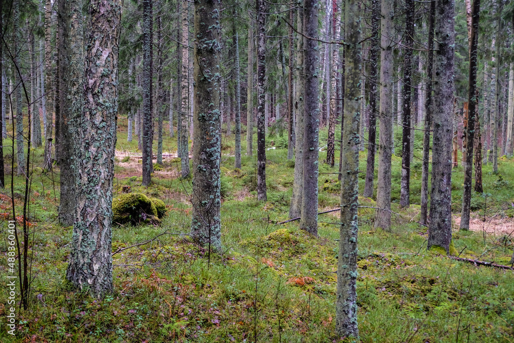 Beautiful green spruce forest in spring. Moss and trees. Selective focus Beautiful green spruce forest in spring. Moss and trees. Selective focus