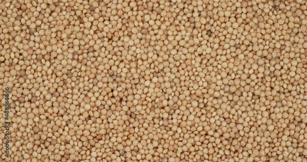 Top view of amaranth seeds rotating. Closeup. Macro. Top view of amaranth seeds rotating. Closeup. Macro.