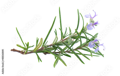 Sprig rosemary with flower isolated on white background. Fresh rosemary branch.