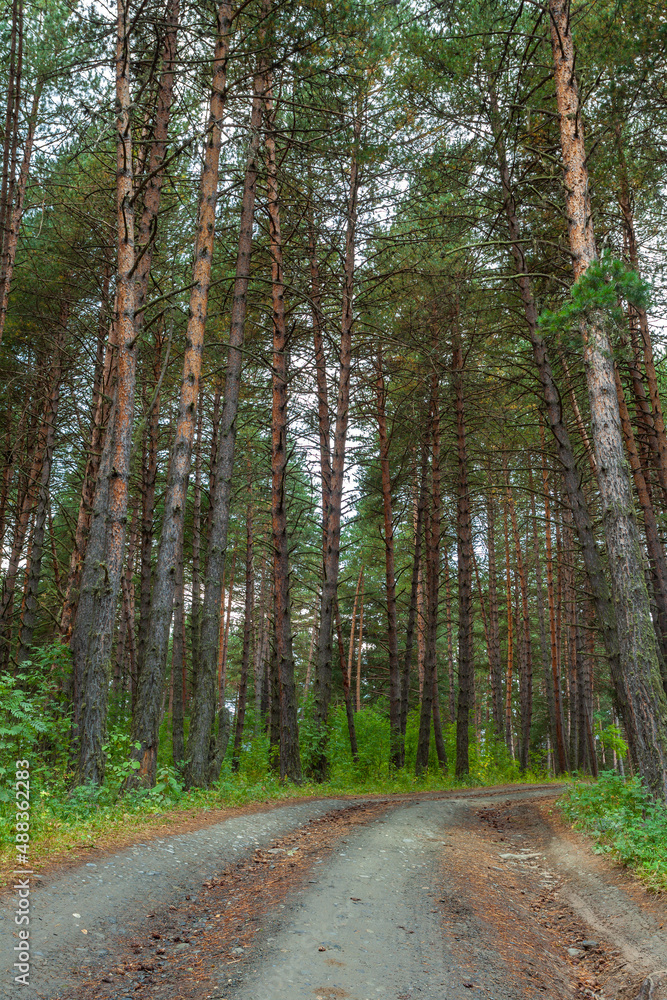 Fototapeta premium Dirt road leads through the forest among many pines and other trees