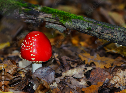 red mushroom fly agaric in the forest. Beautiful red fly agaric or toadstool in the autumn dry leaves. natural background. Latin name Amanita muscaria. Toxic mushroom, close-up