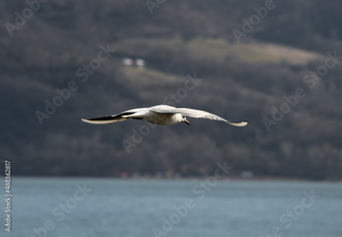 White bird in flight, above the water. Seagull in flight.