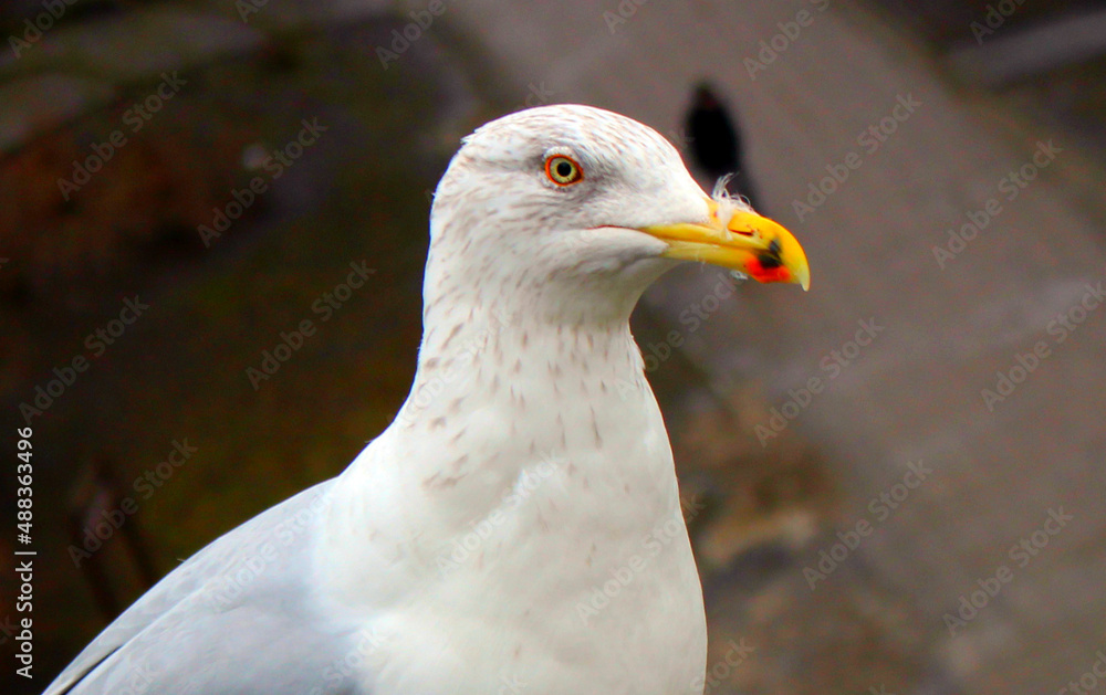 A large white seagull sits on a roof in the old district of Tallinn in Estonia. A large white seagull sits on a roof in the old district of Tallinn in Estonia.