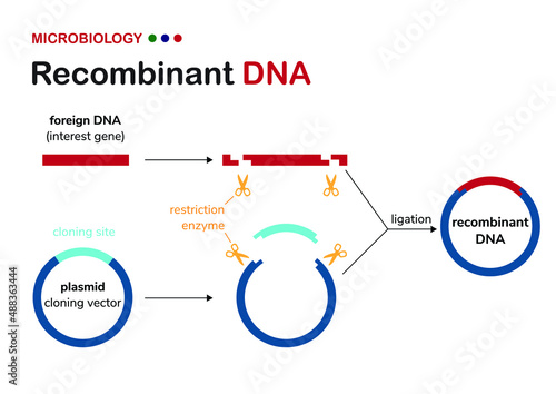 Biological diagram explain concept of recombinant DNA or cloning plasmid construction for genetic engineering of organism photo