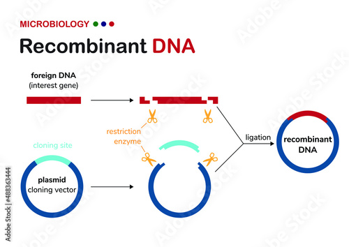 Biological diagram explain concept of recombinant DNA or cloning plasmid construction for genetic engineering of organism