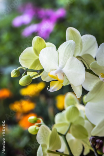 Orquídea amarelo suave, macro fotografia - fundo desfocado florido photo