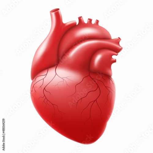 Human heart isolated on white background. Anatomically correct heart with venous system. Human body internal organs. Realistic 3d vector