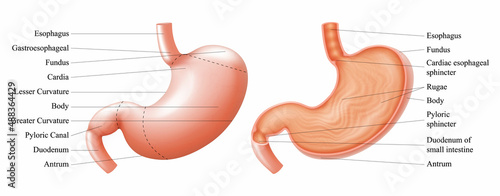 Anatomy of the human stomach and his shell structure with description of the corresponding internal parts. Sagittal section. Anatomical vector illustration isolated over white background. Realistic photo