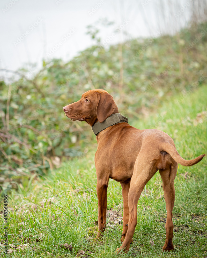 Unsere 6 Monate alte Vizsla Hündin beim Spaziergang! Unsere 6 Monate alte Vizsla Hündin beim Spaziergang!