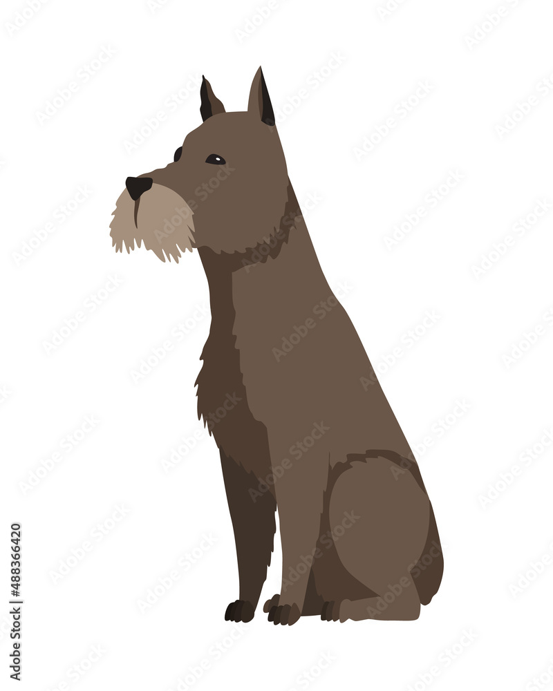 Dog breed schnauzer. Cute funny cartoon domestic pet character flat vector illustration. Human friend home animal