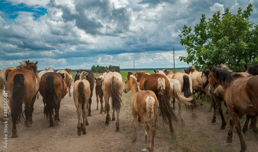 Obraz premium A herd of horses runs along a dusty road to a pasture in cloudy weather.