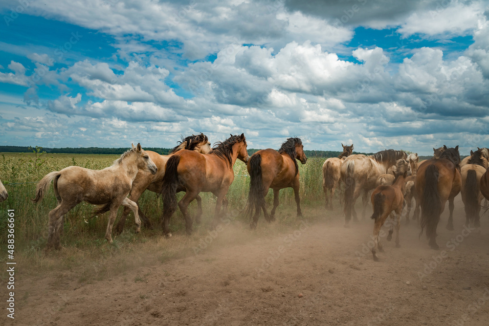 A herd of horses runs along a dusty road to a pasture in cloudy weather.