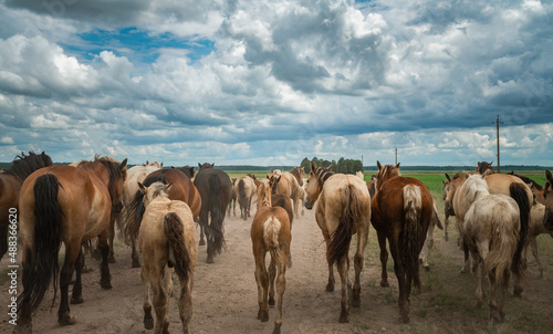 A herd of horses runs along a dusty road to a pasture in cloudy weather.