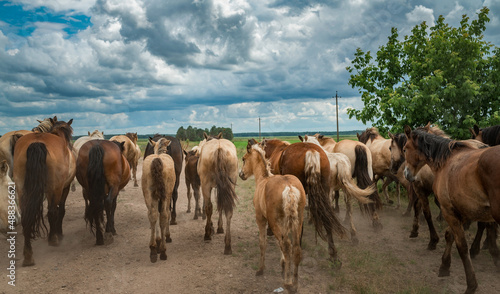 A herd of horses runs along a dusty road to a pasture in cloudy weather. © shymar27