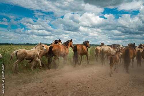 Fototapeta Naklejka Na Ścianę i Meble -  A herd of horses runs along a dusty road to a pasture in cloudy weather.