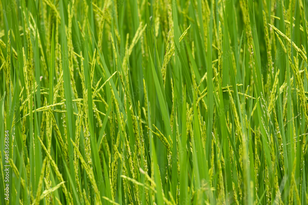 beauty fresh golden and green paddy rice food tree in thailand farming.season farmer harvest organic natural plant beauty fresh golden and green paddy rice food tree in thailand farming.season farmer harvest organic natural plant